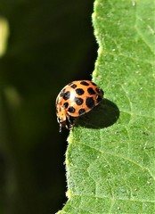 Henosepilachna vigintisexpunctata