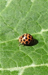 Henosepilachna vigintisexpunctata