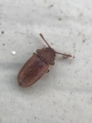 Cryptophagus setulosus