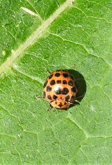 Henosepilachna vigintisexpunctata