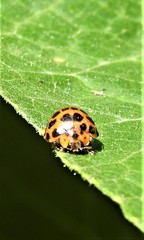 Henosepilachna vigintisexpunctata