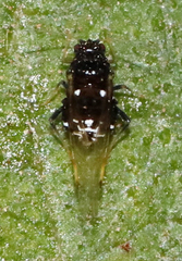 Melanocallis caryaefoliae