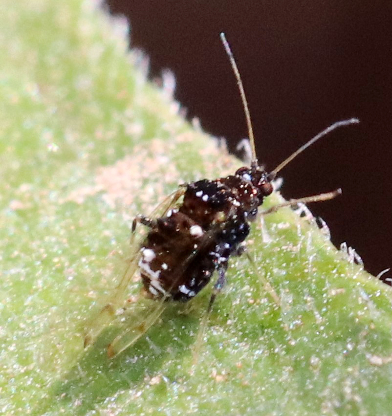 black pecan aphid