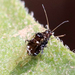 Black Pecan Aphid - Photo (c) Catherine C. Galley, some rights reserved (CC BY-NC), uploaded by Catherine C. Galley