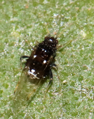 Melanocallis caryaefoliae