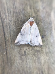 Micrathetis triplex