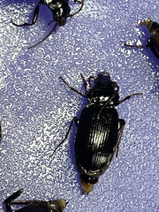 Nebria brevicollis