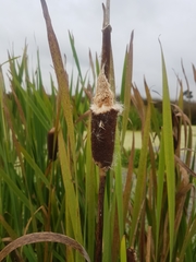 Typha latifolia