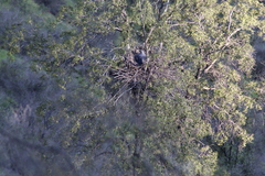 Geranoaetus melanoleucus