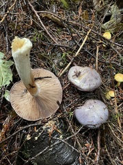 Cortinarius subolivascens