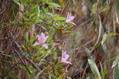 Rhododendron macrosepalum
