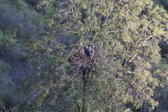 Geranoaetus melanoleucus