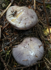 Cortinarius subolivascens