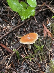Cortinarius obtusus