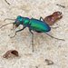 Unicolored Tiger Beetle - Photo (c) Giff Beaton, some rights reserved (CC BY-NC), uploaded by Giff Beaton