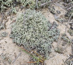 Cladonia dimorphoclada