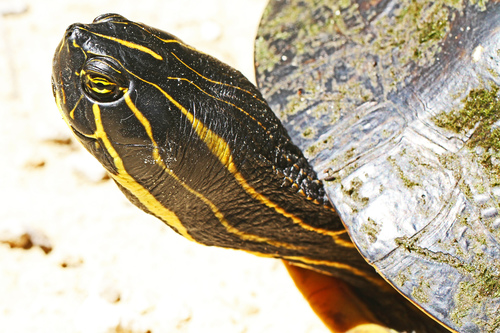 Suwannee Cooter