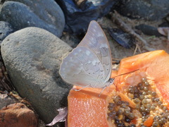 Archaeoprepona demophoon