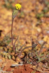 Podotheca gnaphalioides