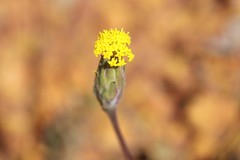 Podotheca gnaphalioides