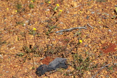 Podotheca gnaphalioides