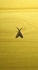 Pollanisus trimacula