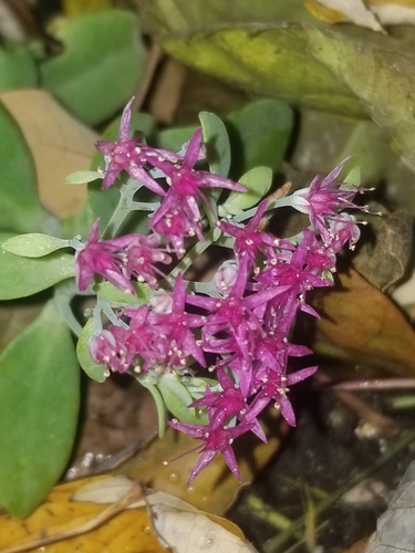 Hylotelephium spectabile
