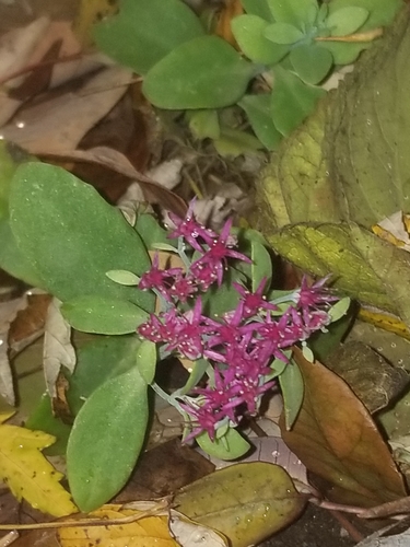 Hylotelephium spectabile