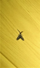 Pollanisus trimacula