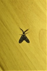 Pollanisus trimacula