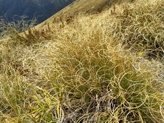 Chionochloa crassiuscula