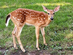 Odocoileus virginianus