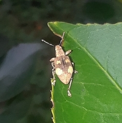 Mimographus