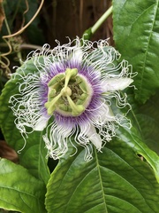 Passiflora edulis edulis