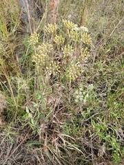 Tiedemannia filiformis image