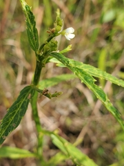 Caperonia castaneifolia
