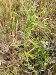 Caperonia castaneifolia