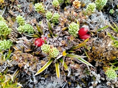 Astelia linearis