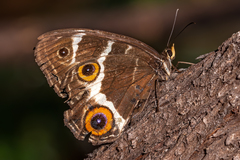 Tisiphone abeona morrisi