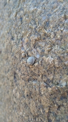 Echinolittorina radiata