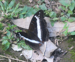 Limenitis dudu