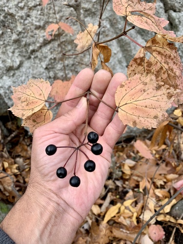 Mapleleaf viburnum (Viburnum acerifolium)