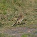 Eastern Australian Pipit - Photo (c) Michael Keogh, some rights reserved (CC BY-NC-SA), uploaded by Michael Keogh