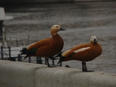 Tadorna ferruginea