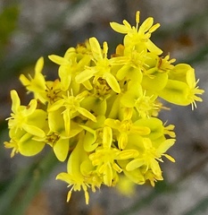 Glischrocaryon aureum