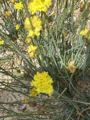 Glischrocaryon aureum