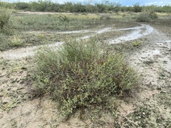 Frankenia johnstonii