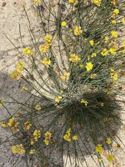 Glischrocaryon aureum