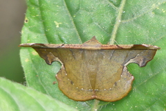Fascellina chromataria