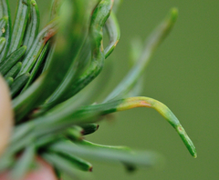 Contarinia pseudotsugae